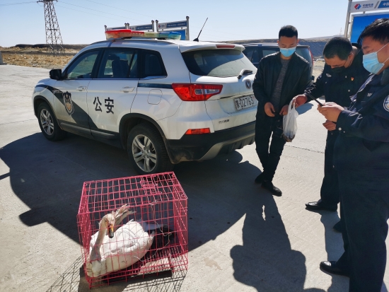 东台子不速之客.jpg