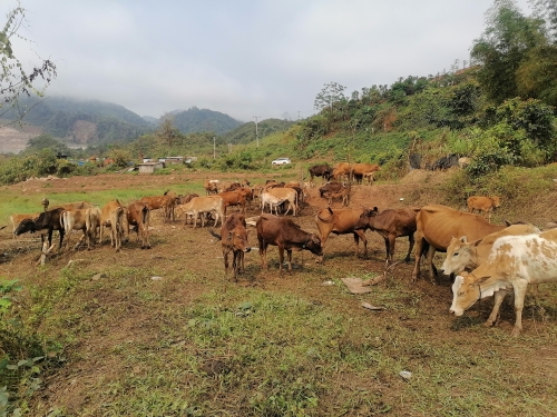 老挝南欧江七级电站移民生计首批牛幼崽交付