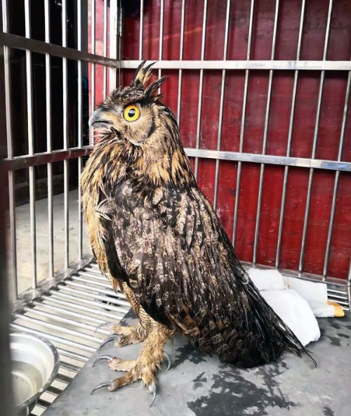 宁海施工局爱心救助国家二级重点保护野生动物乌雕鸮